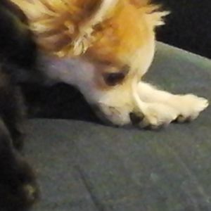 Meet your Posher, Jane